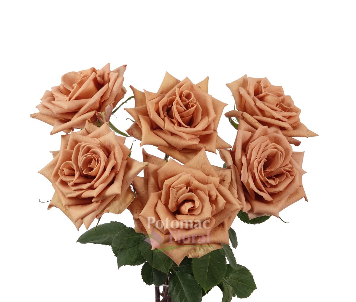 Rose, Toffee Caramel Coffee Color, 5060 cm Potomac Floral Wholesale